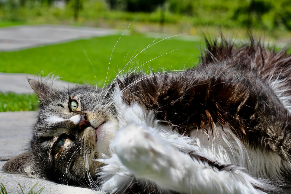 Kedi nanesi nedir?