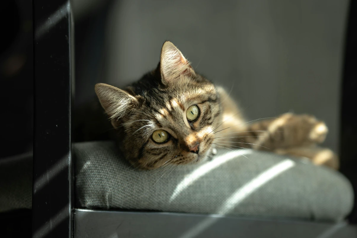 Catnip ne işe yarar?