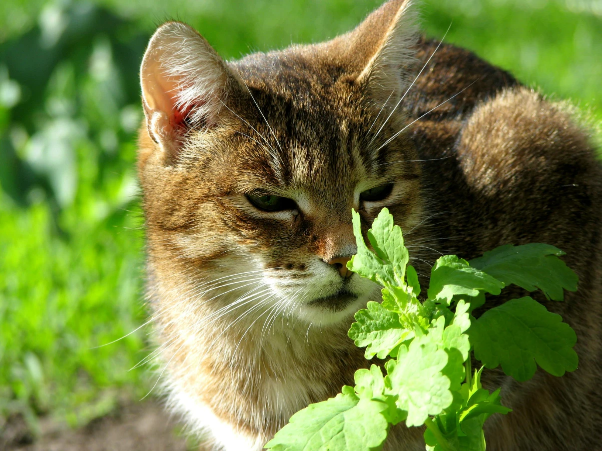 Kedi nanesi nedir? Kedi ve kedi nanesi bitkisi