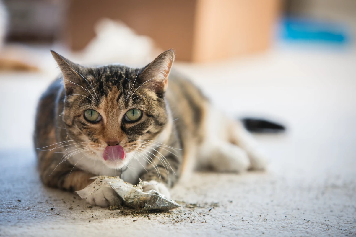 Kedi nanesi nedir?
