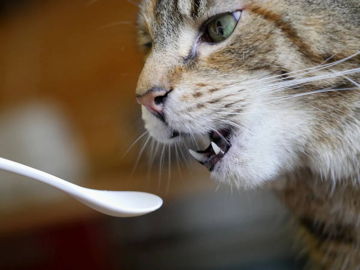 Kedi nasıl kusturulur?