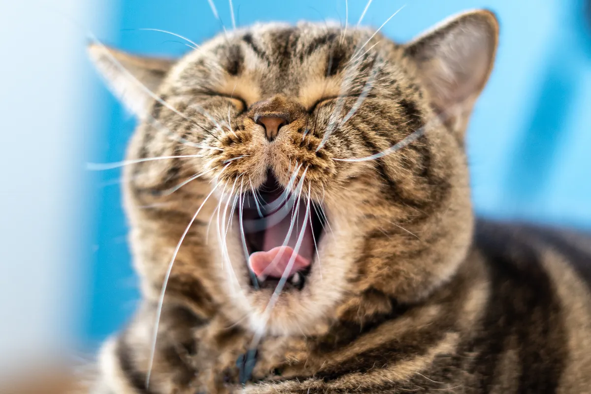 Kedi nasıl kusturulur?