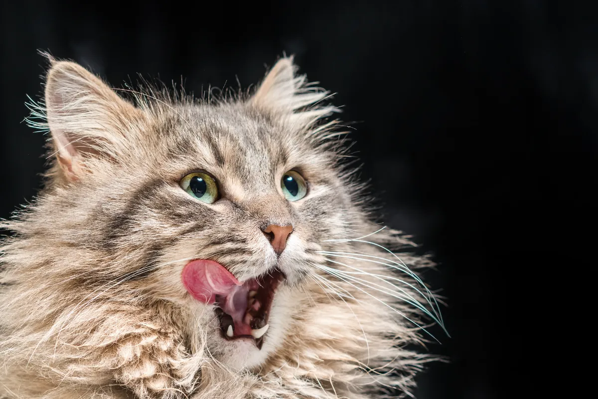 Kedi nasıl kusturulur?