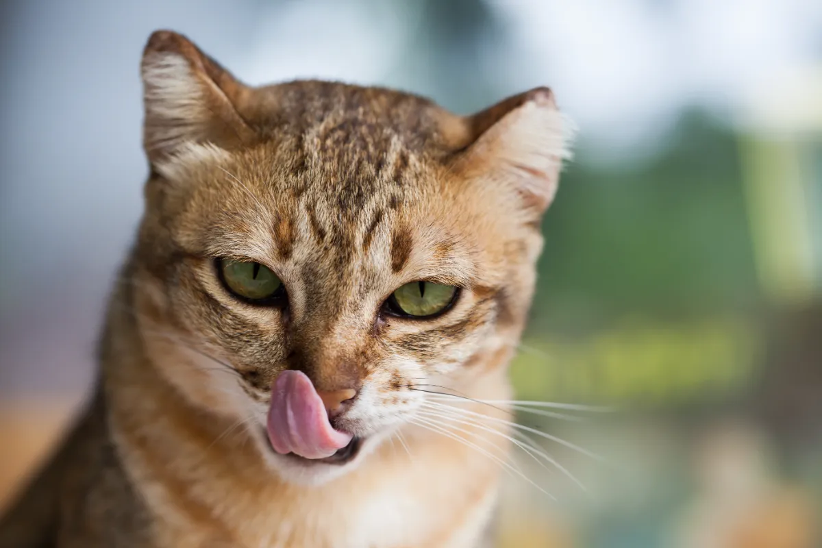 Kedi nasıl kusturulur?