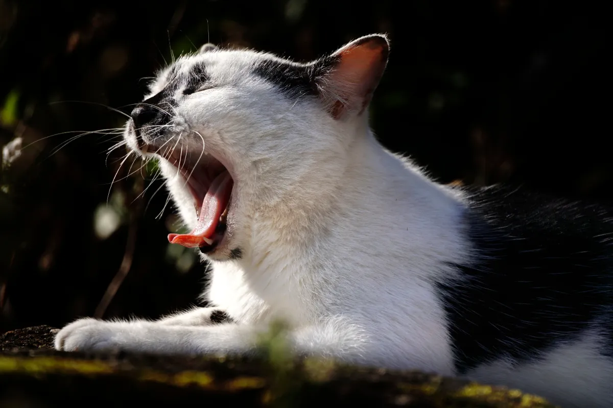 Kedi nasıl kusturulur?