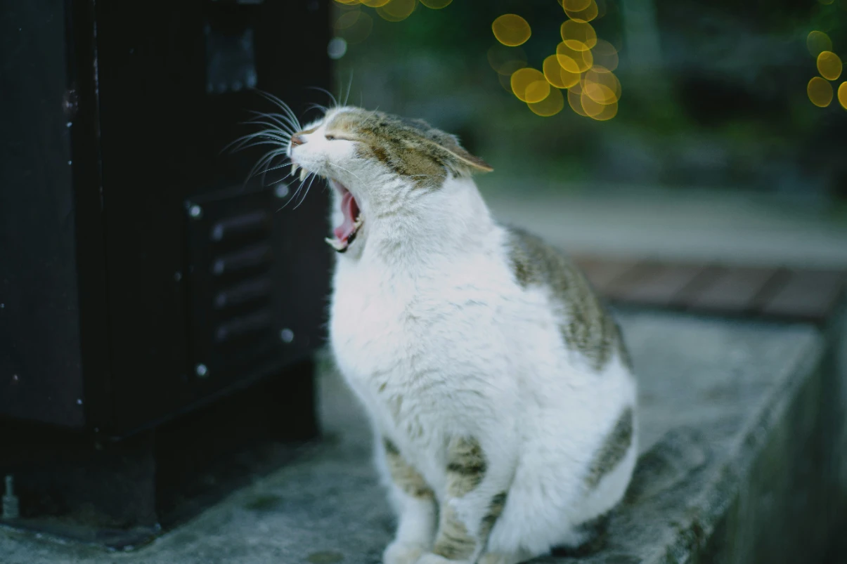 Ağlayan kedi