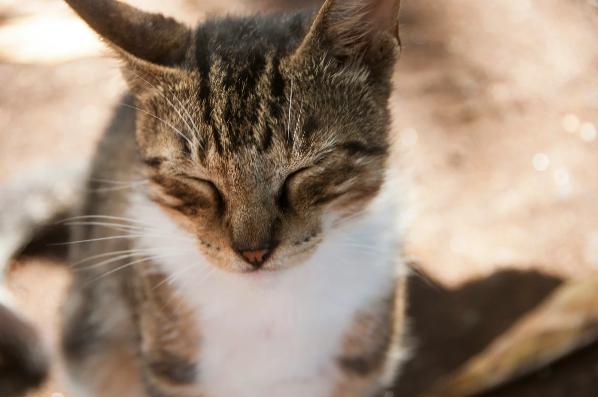 kedi ağlar mı?