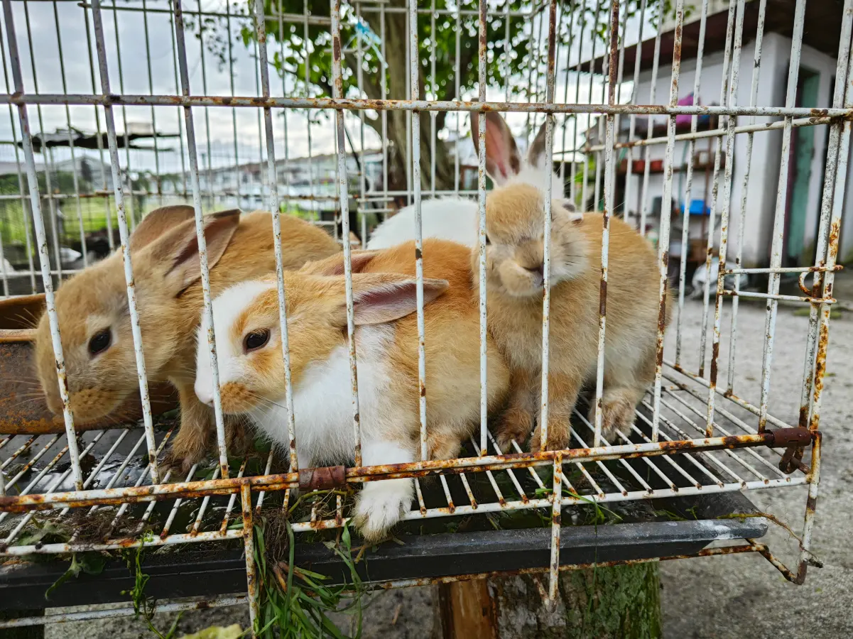 Tavşanlar ve kafes