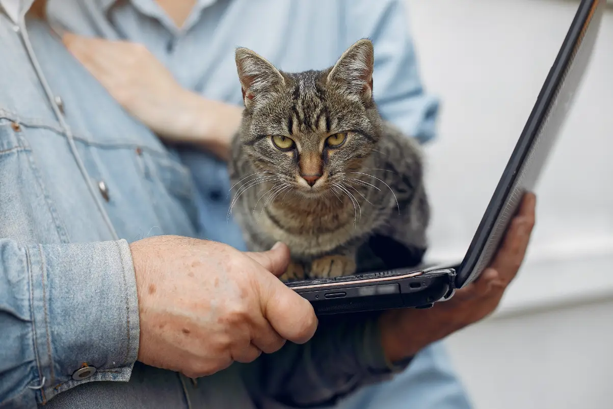 Kedi yaşı nasıl hesaplanır?