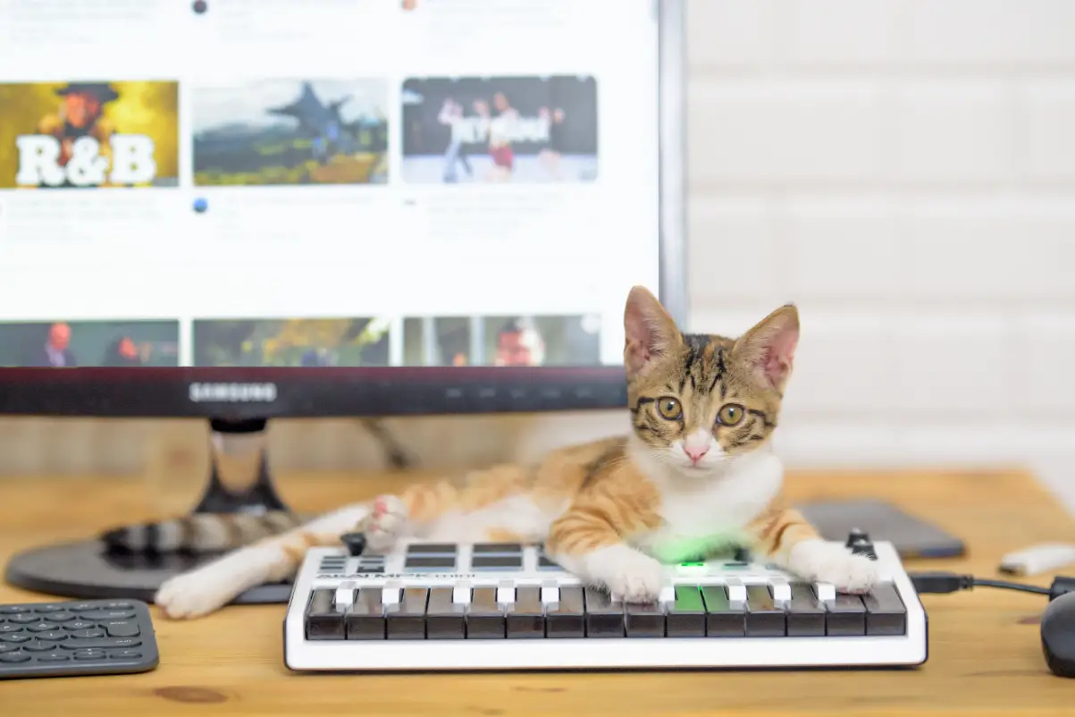 Kedi yaşı nasıl hesaplanır?