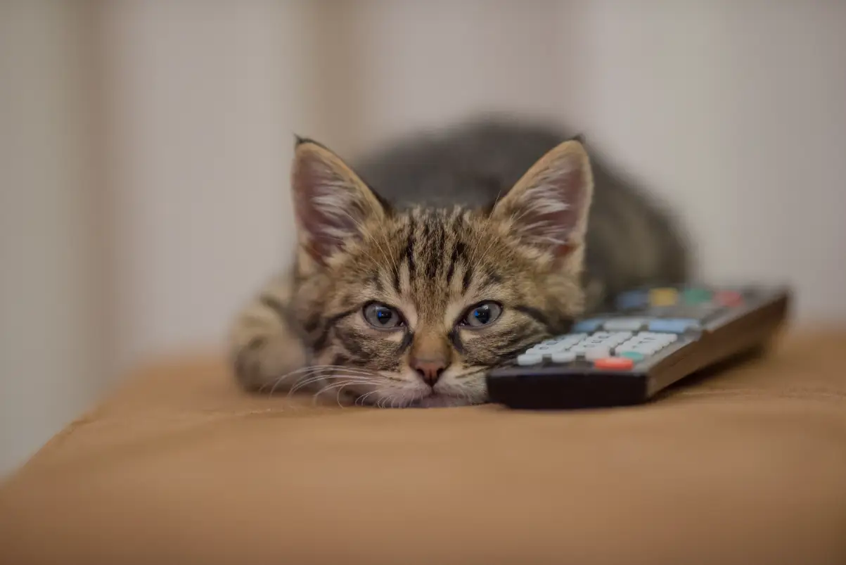 Kedi yaşı hesaplama formülü