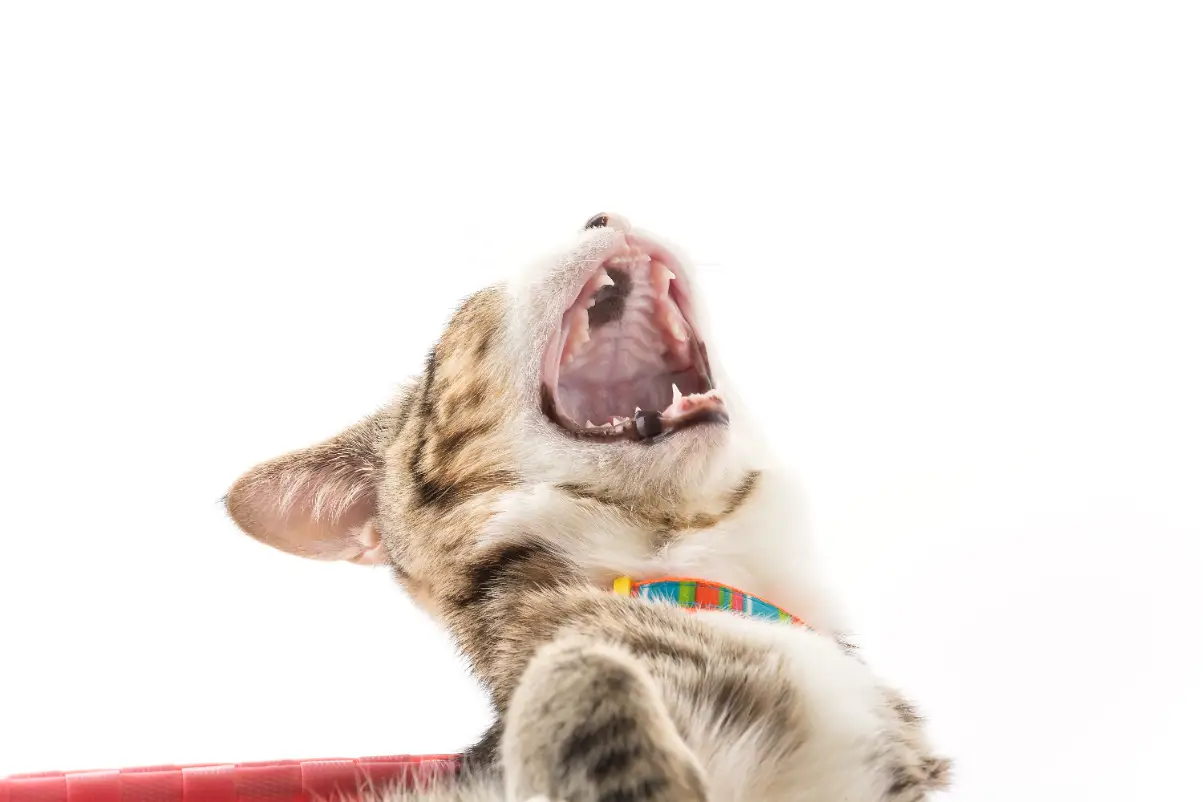 Kedi ağız kokusu nedenleri