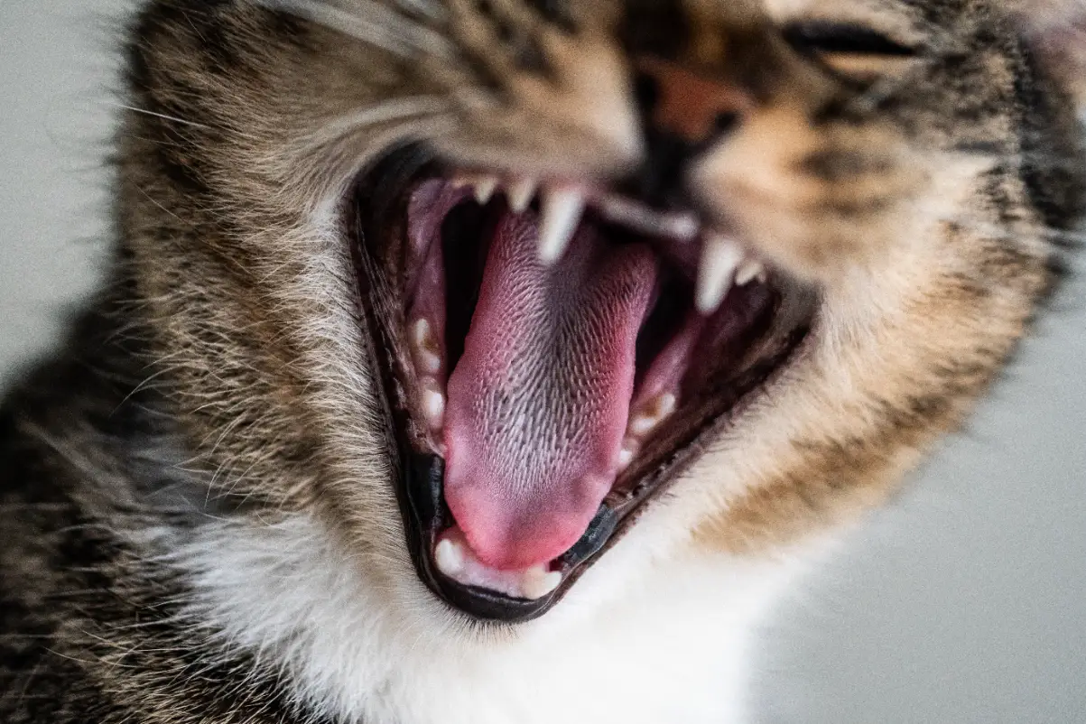 Kedi ağız ve diş sağlığının kokuda önemi