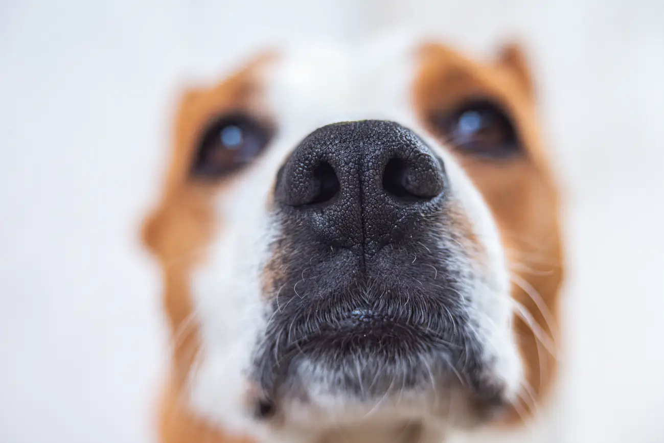 Köpek burnu