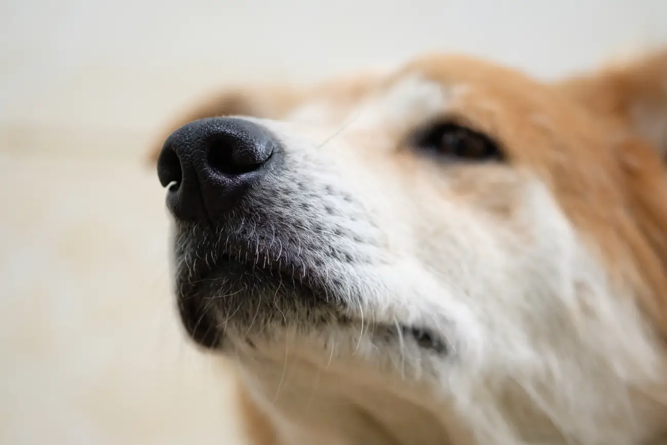 Köpek burun kuruması
