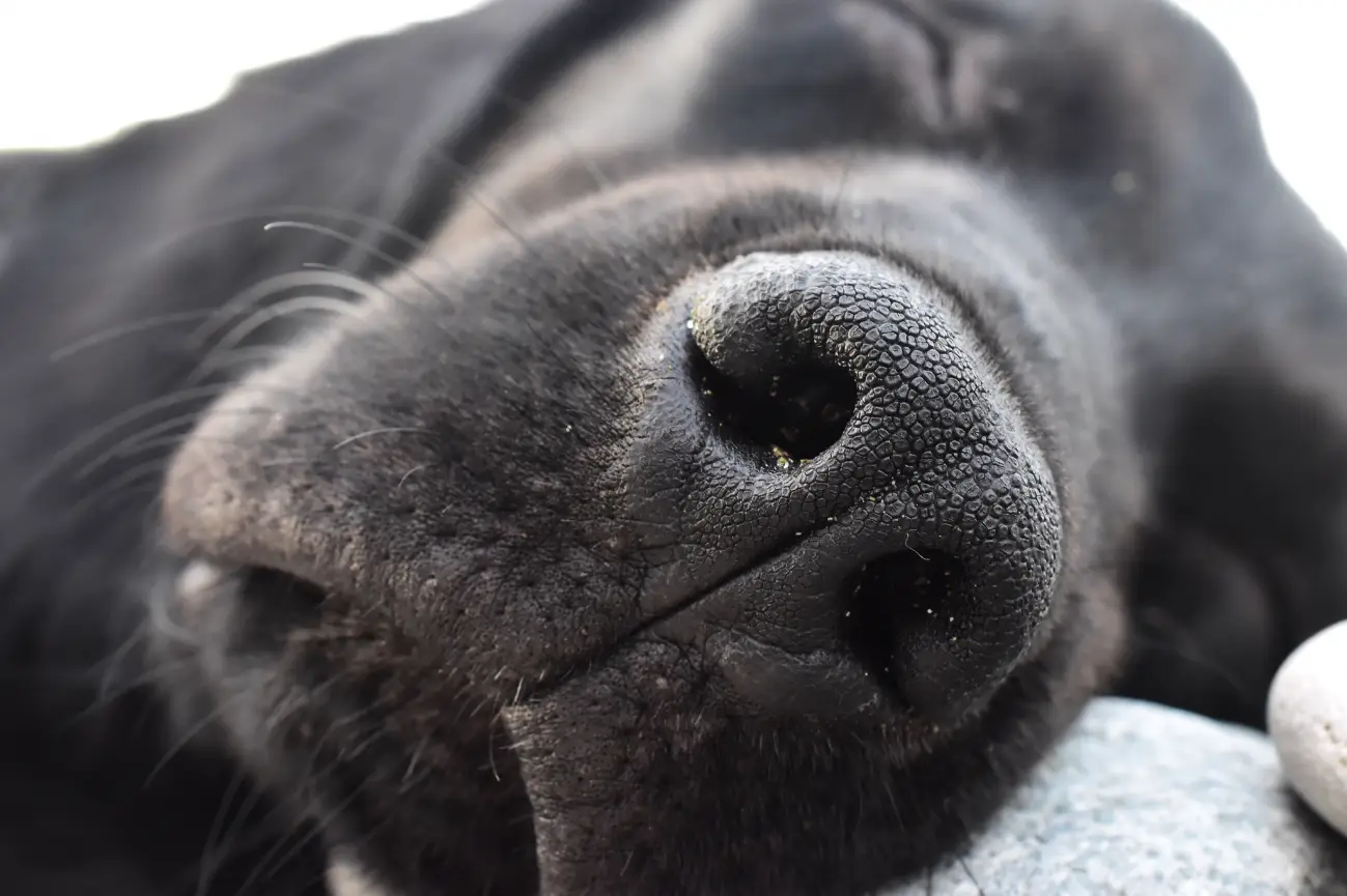 Burnu kurumuş labrador cinsi köpek