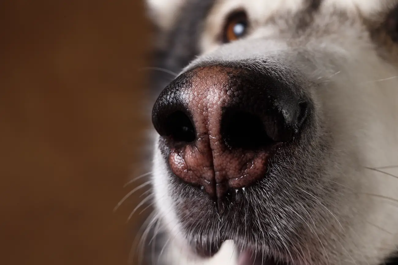 Köpeklerde burun kuruması