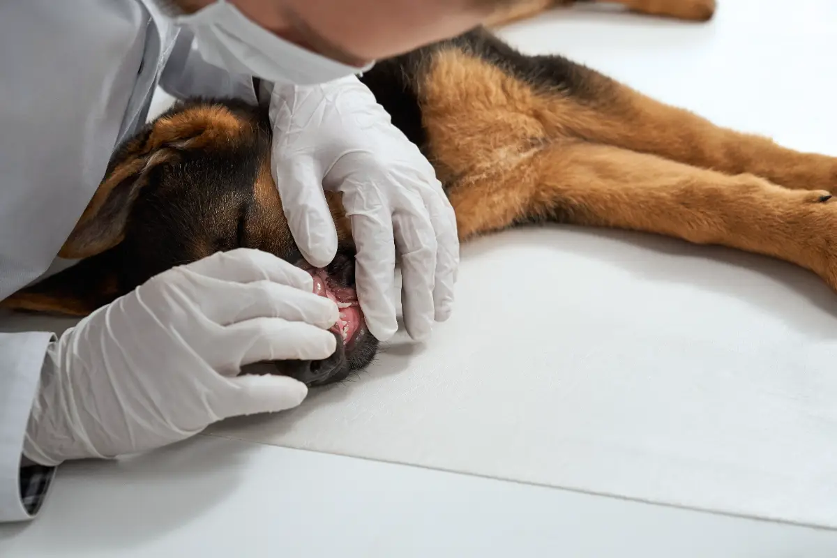Köpek deri hastalıkları muayenesi