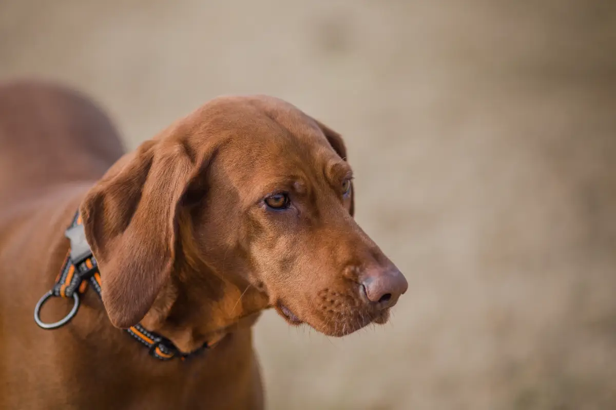 Köpek deri hastalığı çeşitleri