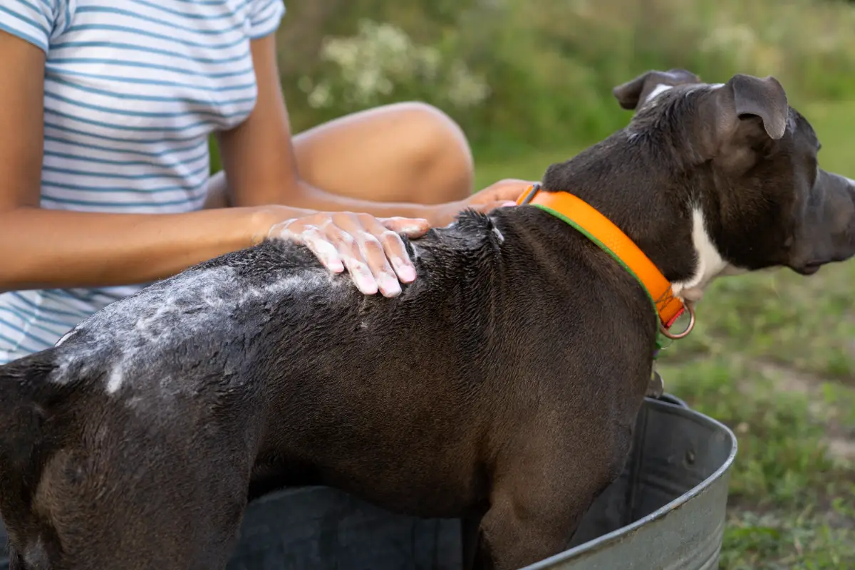 Köpeklerde deri hastalıkları