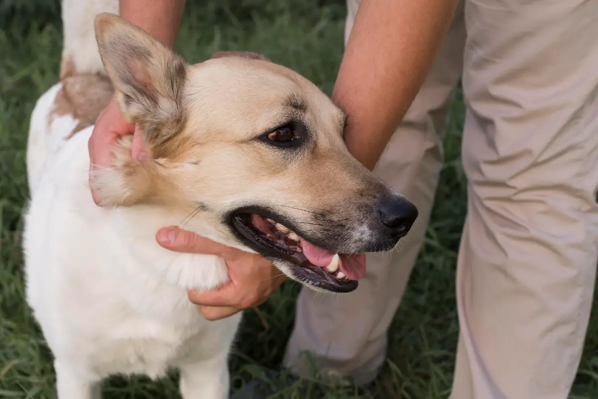 Köpeklerde bulaşıcı deri hastalıkları