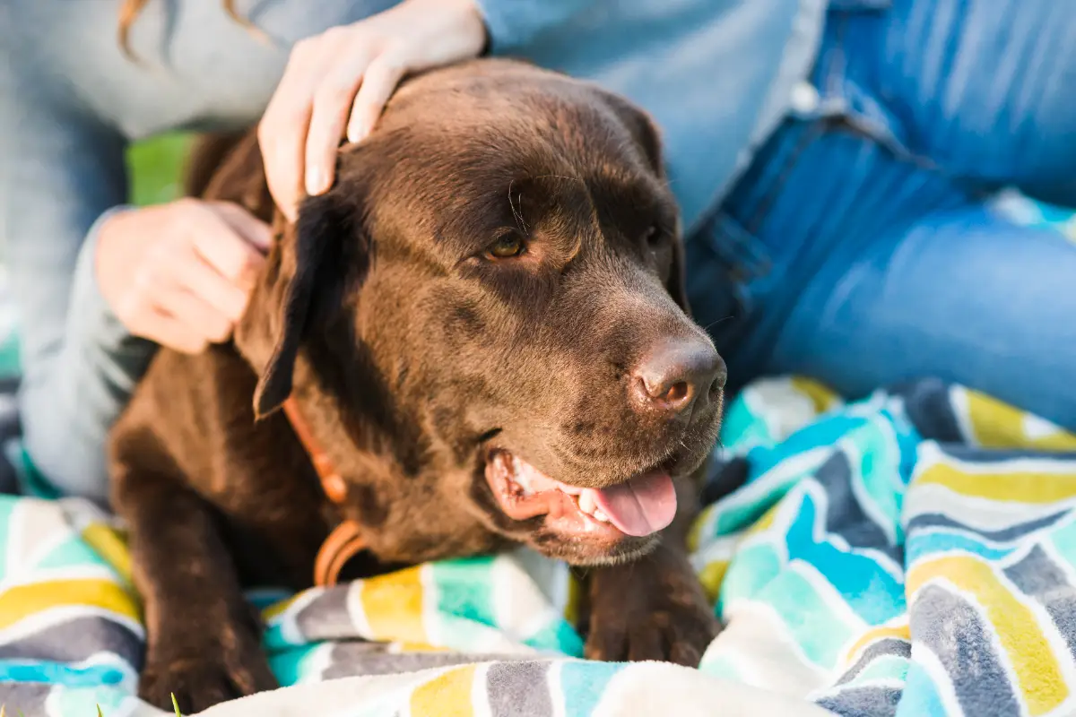 Köpeklerde deri hastalıkları