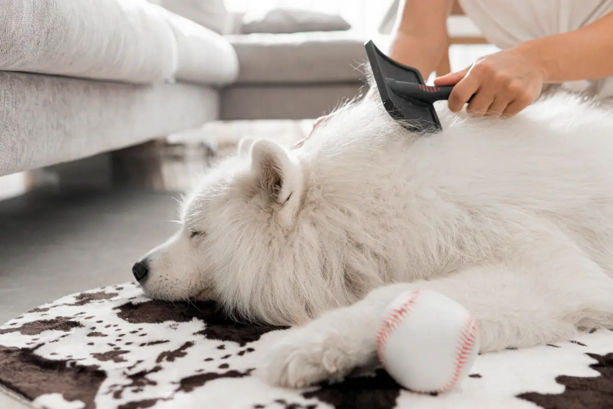 Köpek tüy dökülmesi nedenleri