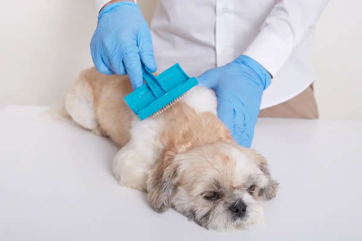 Tüyleri dökülen köpeğin taranması