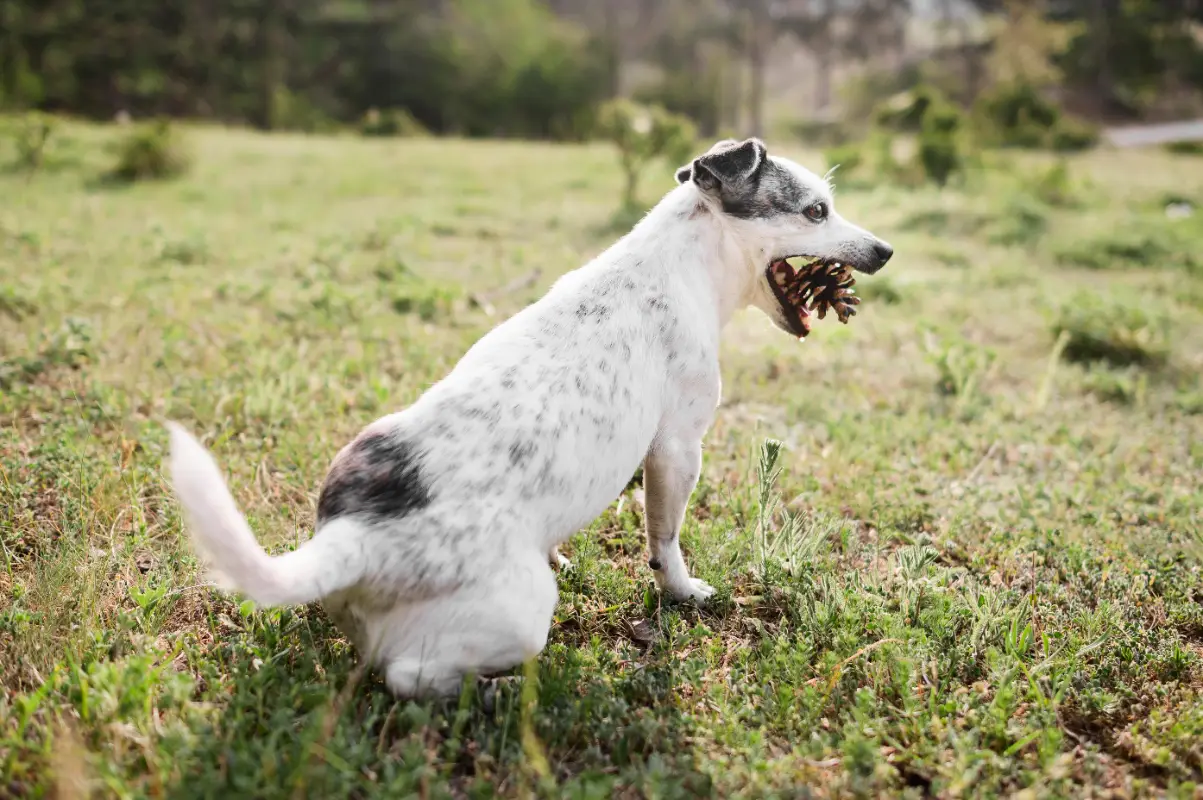 Köpek kuyruk hareketleri anlamları
