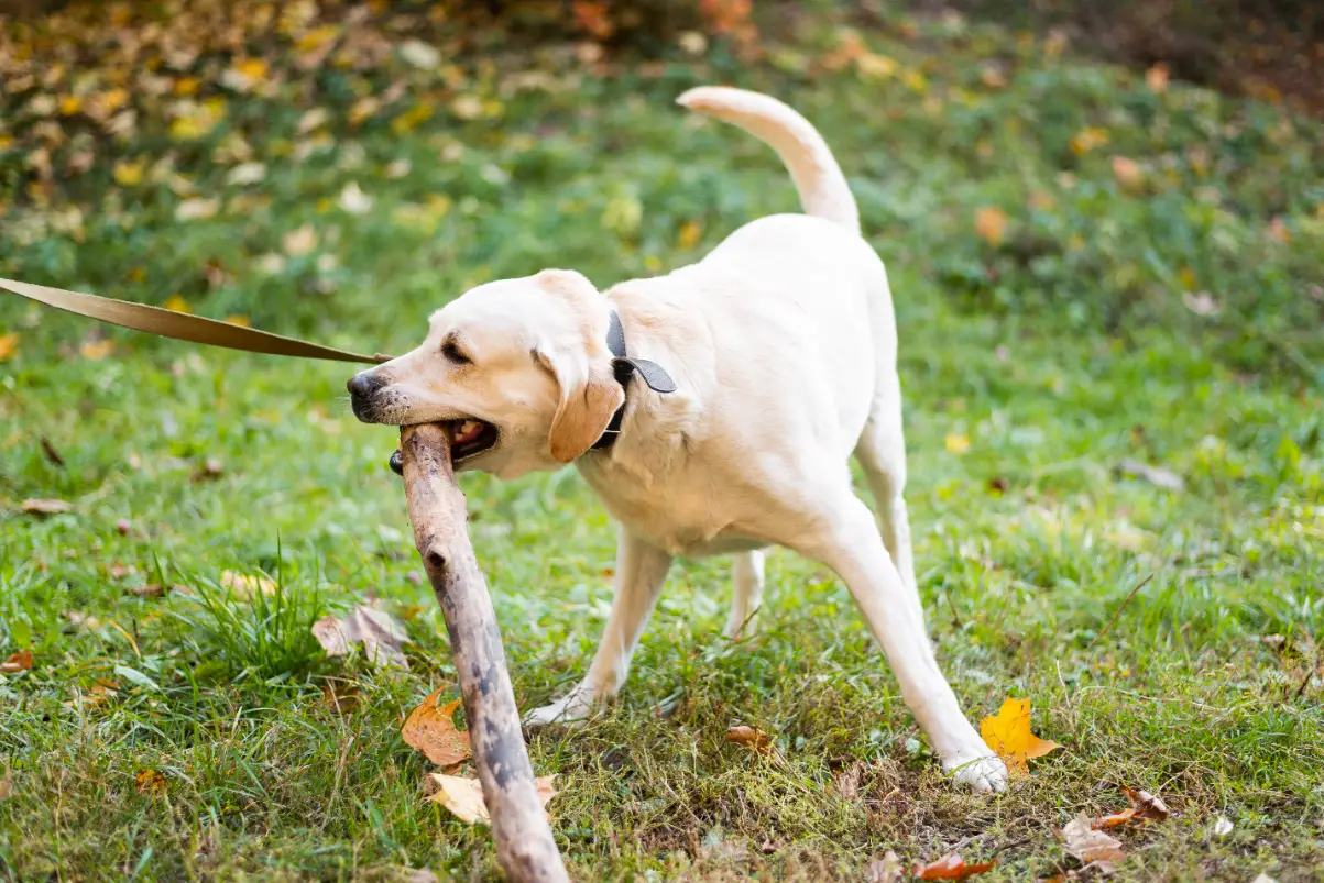Köpek kuyruk hareketleri