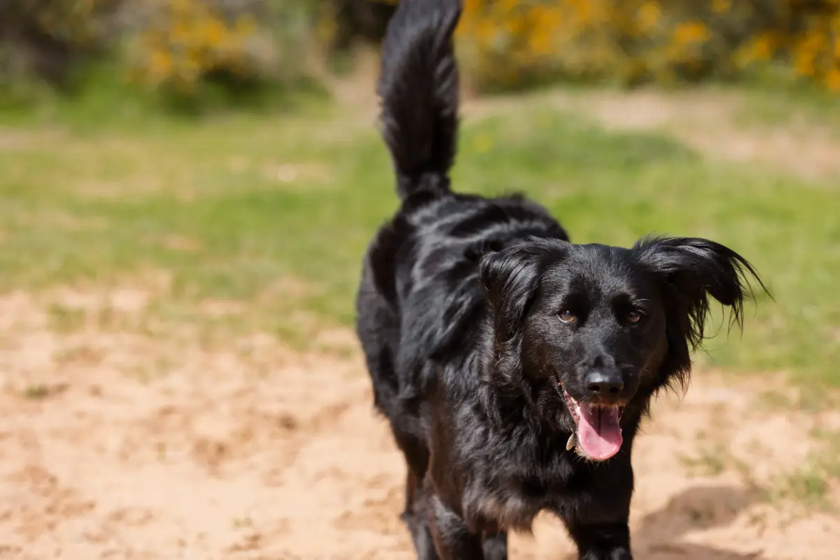 Köpeklerin kuyruk hareketleri