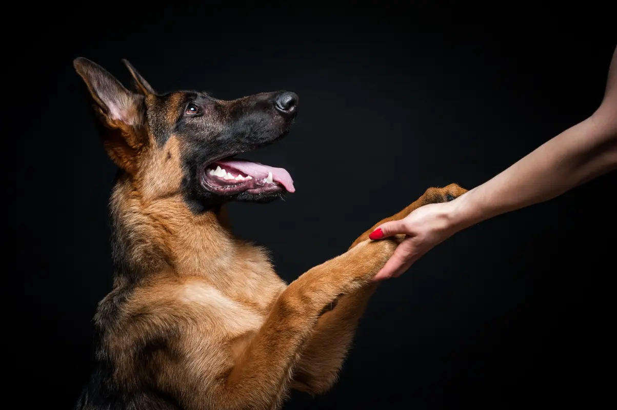 Köpeklerde kuyruk hareketi anlamları