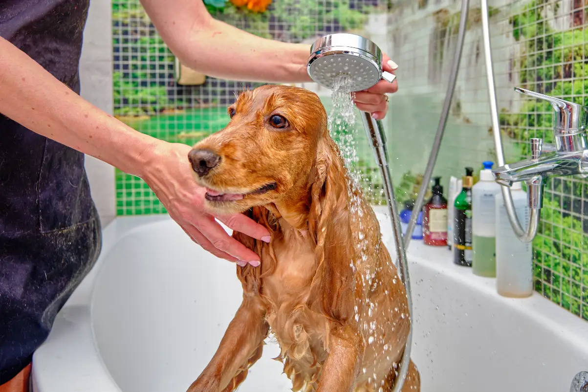 Köpek nasıl yıkanır?