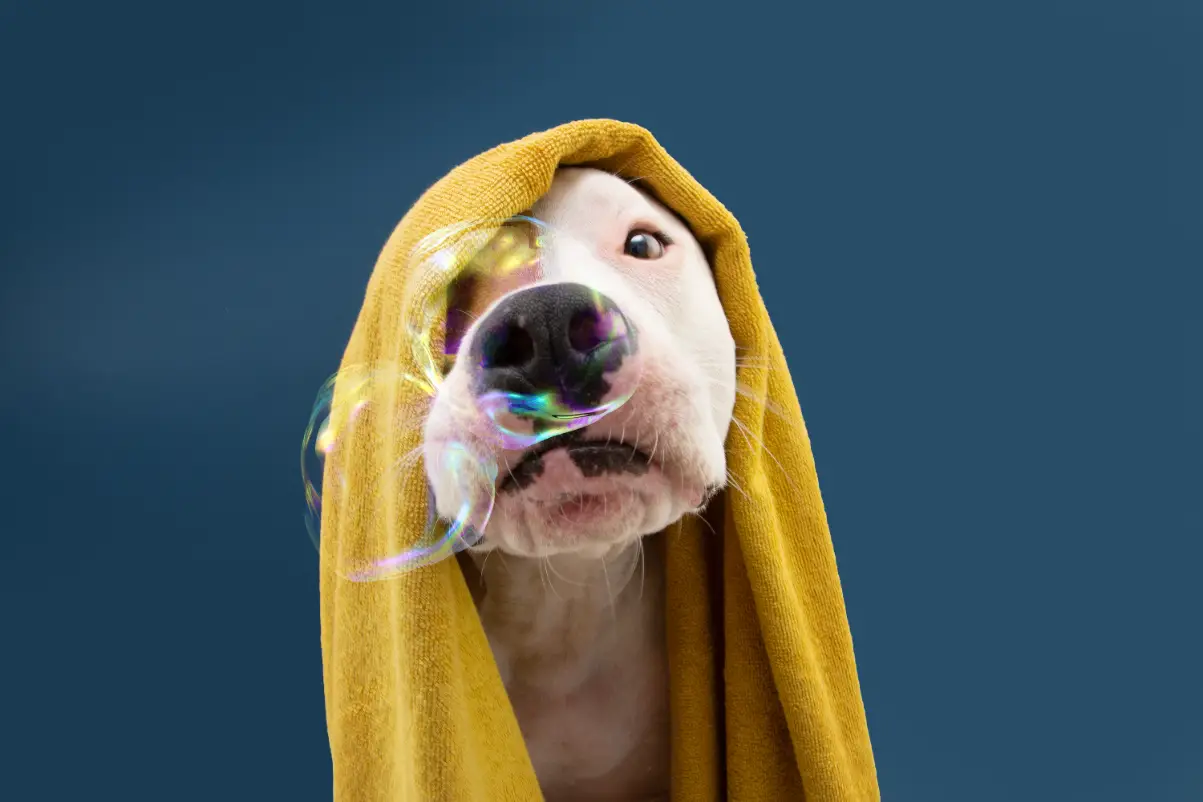 Evde köpek nasıl yıkanır?