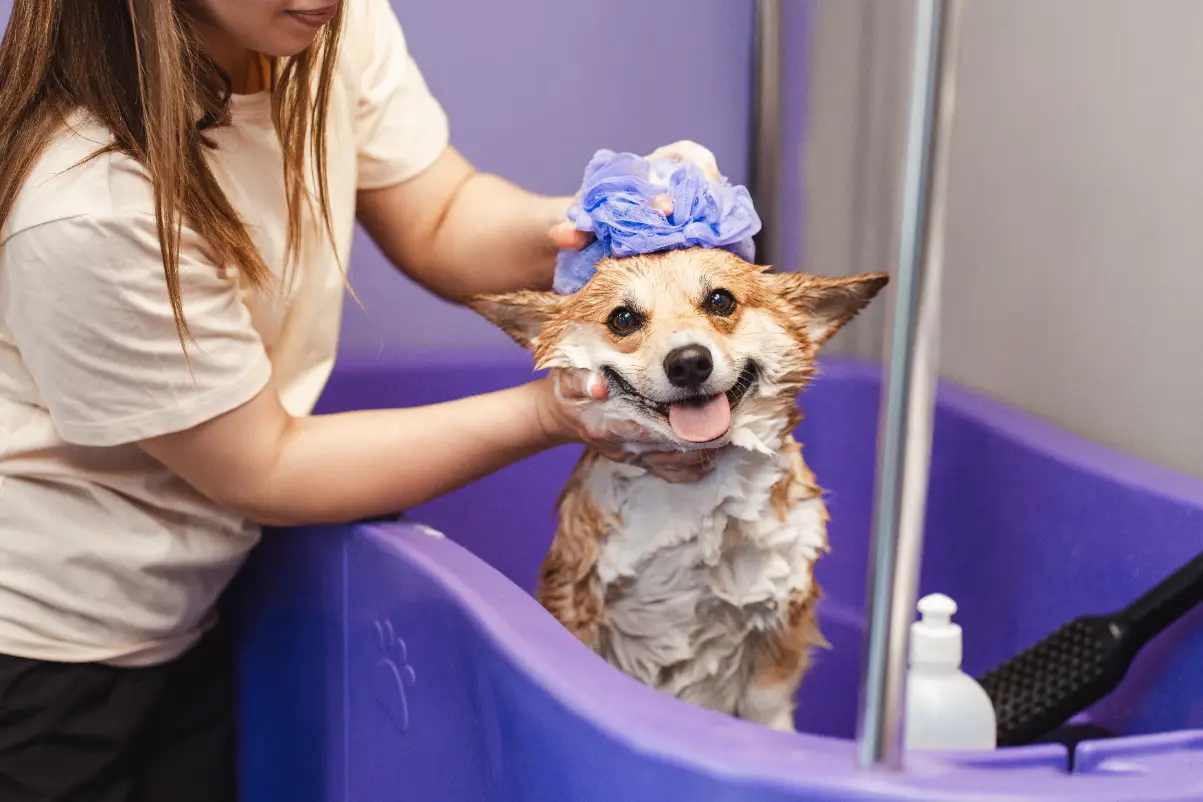 Köpek nasıl yıkanır?