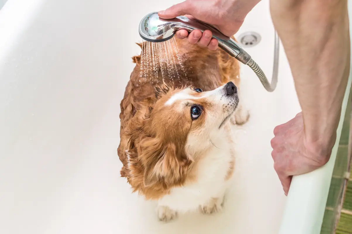 Evde köpek yıkama