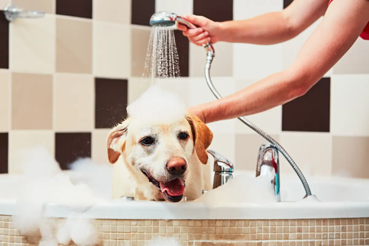 Evde köpek nasıl yıkanır?