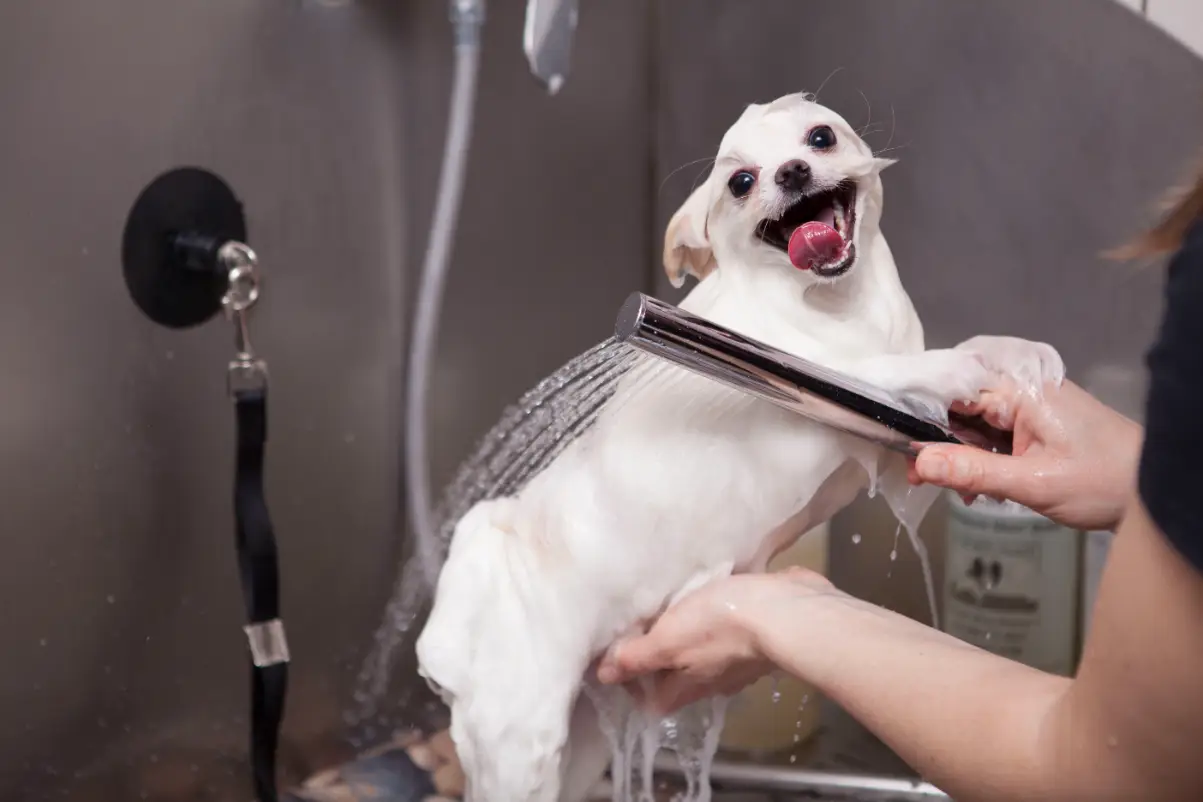 Köpekler ne sıklıkla yıkanır?