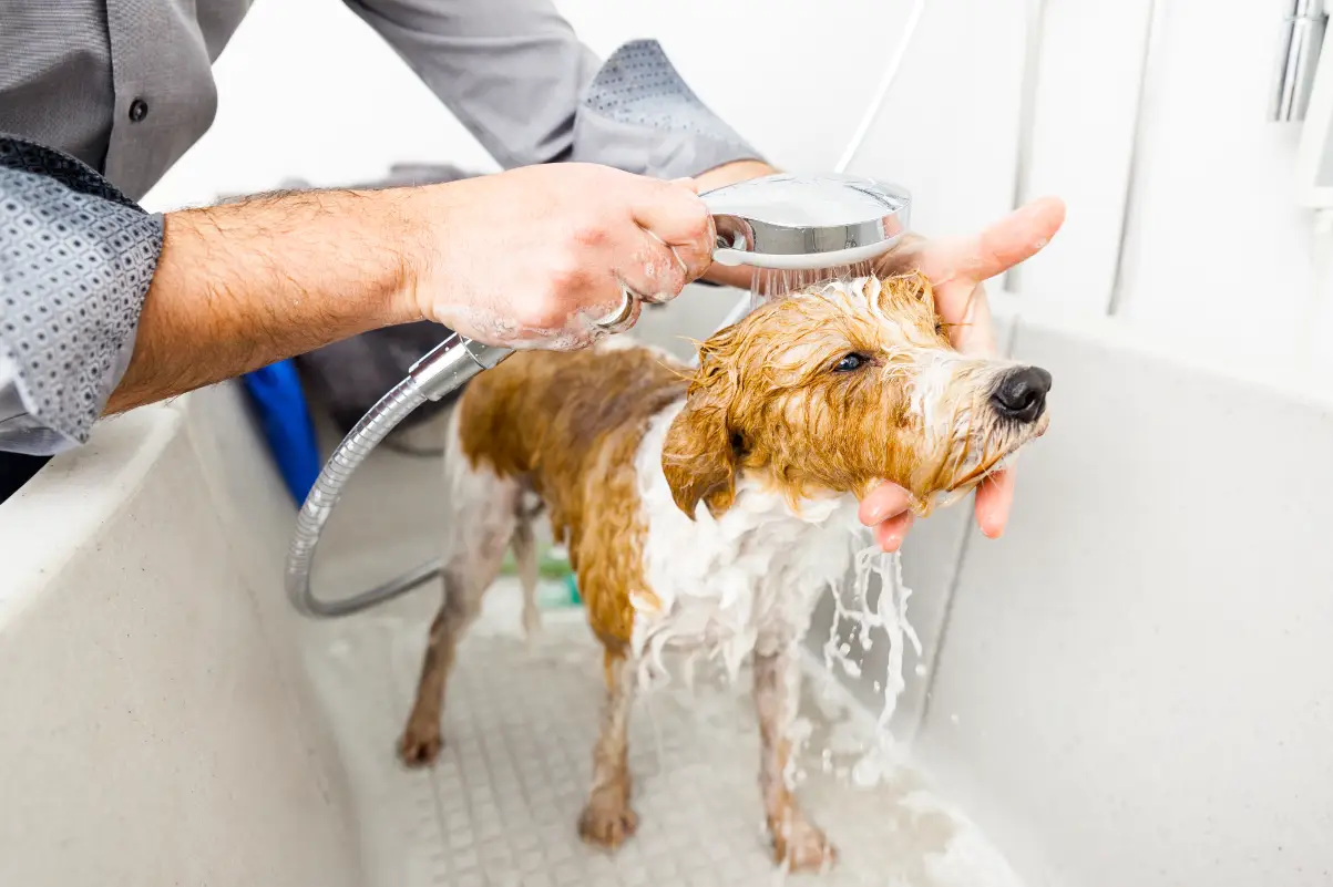 Evde köpek nasıl yıkanır?