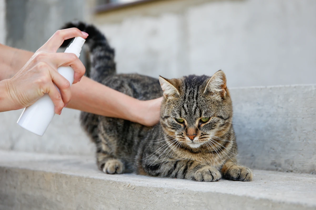 Kedi piresi tedavisi