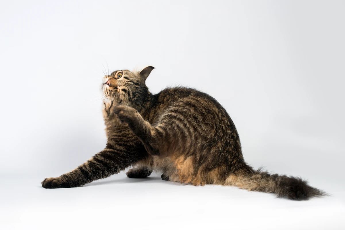 Kedi piresi nedenleri, belirtileri ve tedavisi