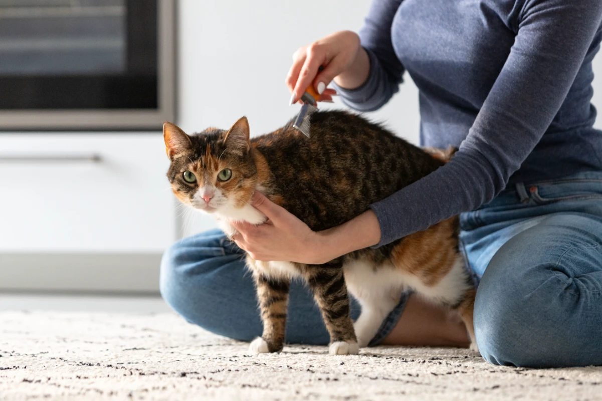 Kedi piresi insana bulaşır mı?