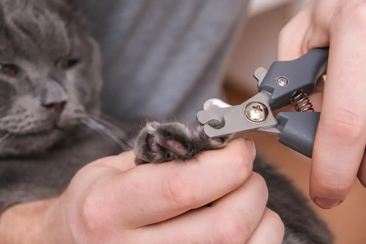 Kedi tırnağı nasıl kesilir?