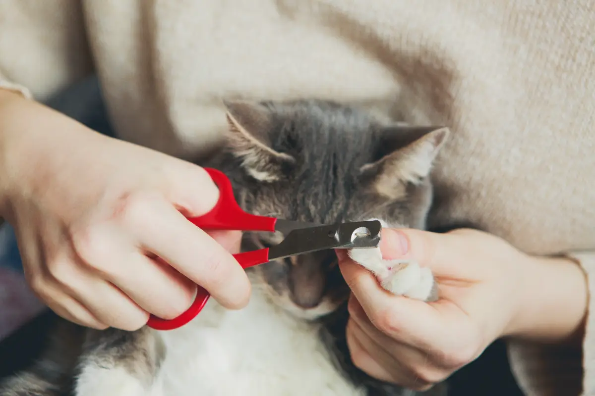 Kedi tırnağı kesimi