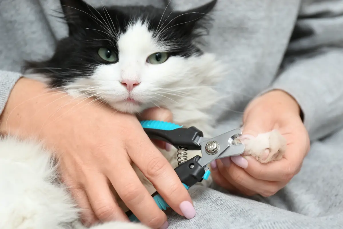 kedi tırnağı nasıl kesilir?