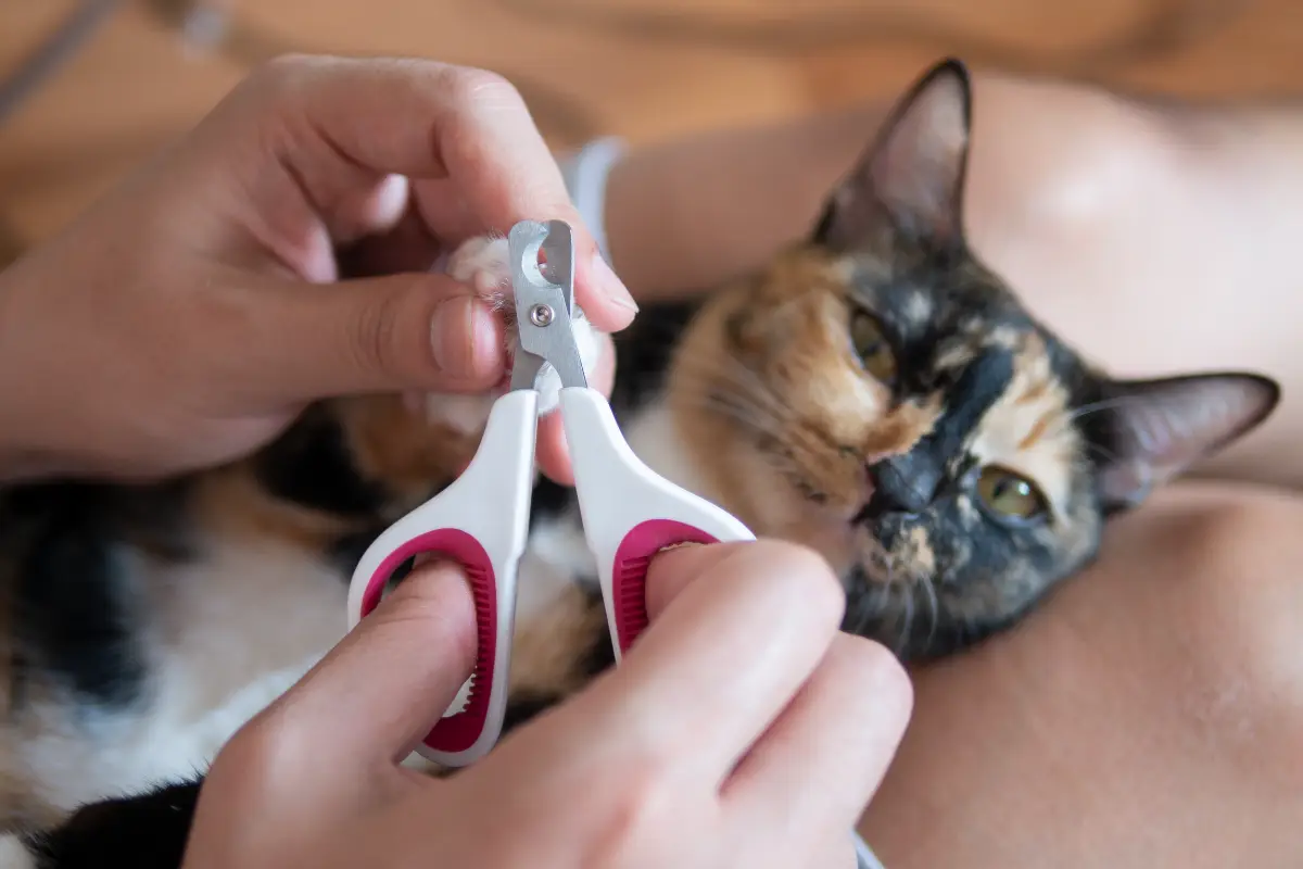 kedi tırnağı nasıl kesilir?