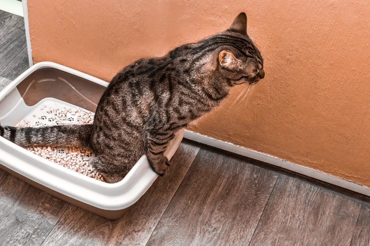 Kedi idrar yolu enfeksiyonu belirtileri