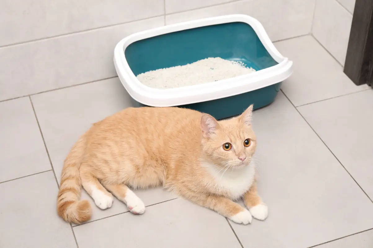 Kedi idrar yolu enfeksiyonu