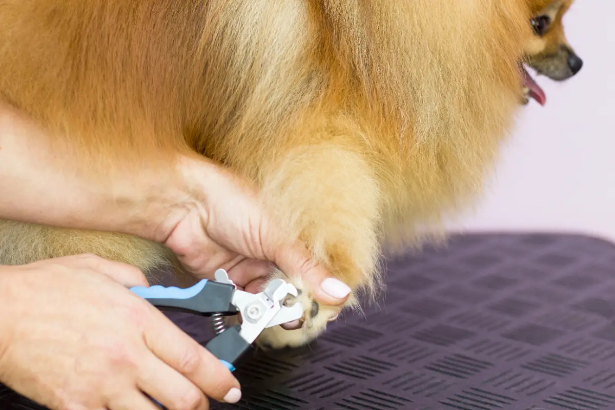 Köpek tırnak kesimi