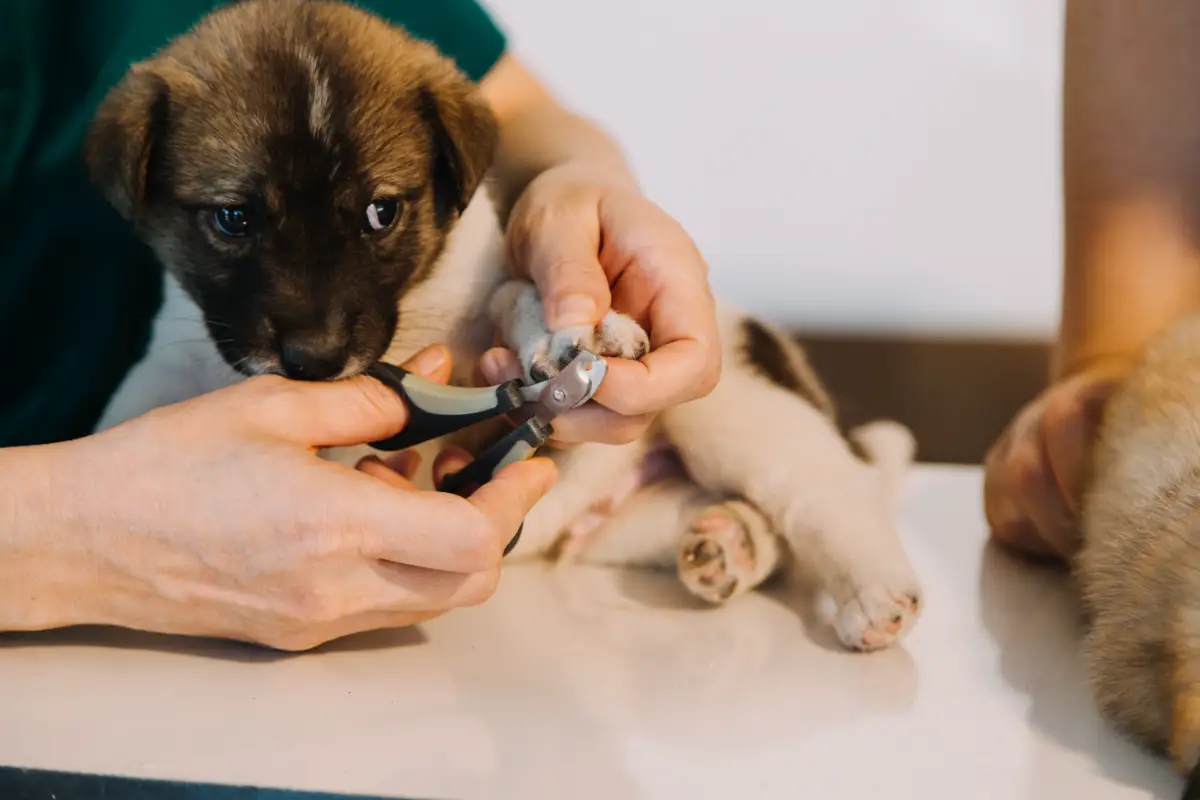 Köpek tırnağı nasıl kesilir?